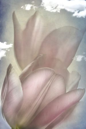 4467_Lotte Christina Andersen_Tulips_in_the_sky_1-3